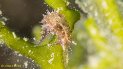 Stylocheilus striatus