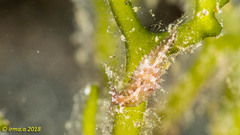 Stylocheilus striatus