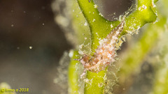 Stylocheilus striatus