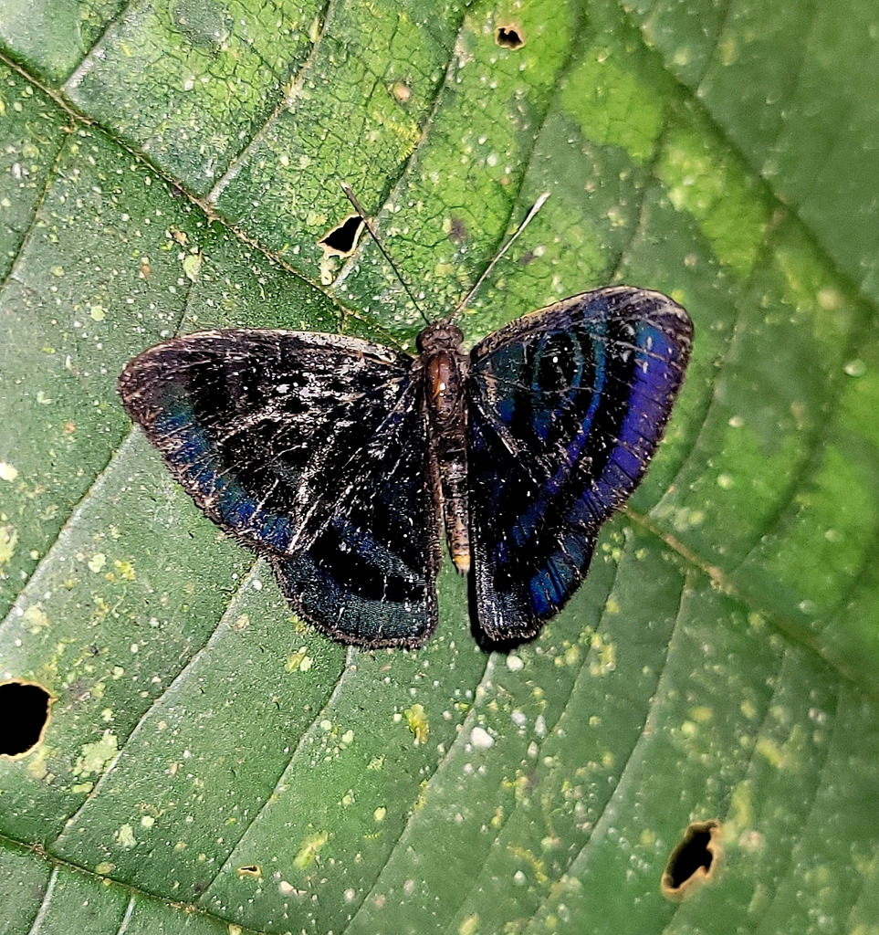 Mesosemia menoetes
