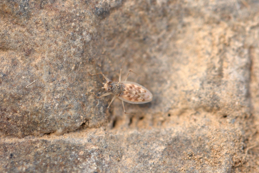 Erianotus lanosus