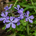 Blue Phlox - Photo (c) Noel Pennington, some rights reserved (CC BY-NC), uploaded by Noel Pennington