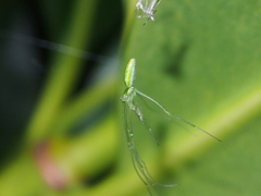 Tetragnatha squamata
