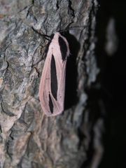 Creatonotos fasciatus pljustshi