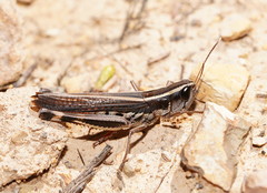 Macrotona securiformis