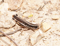 Macrotona securiformis