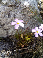 Oxalis polyphylla pentaphylla