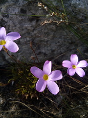 Oxalis polyphylla pentaphylla