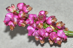 Erica rhopalantha