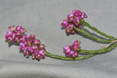 Erica rhopalantha