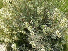 Astragalus oxyphysus