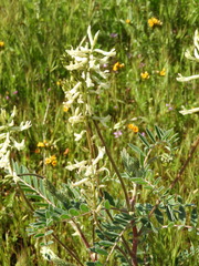 Astragalus oxyphysus