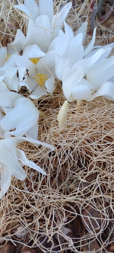 Gethyllis campanulata