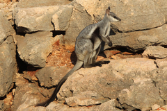 Petrogale lateralis