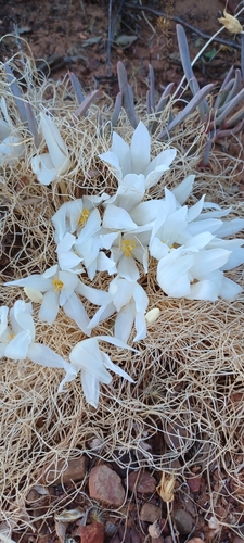 Bokkeveld Kukumakranka (Gethyllis campanulata)