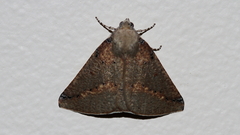 Cassythaphaga macarta