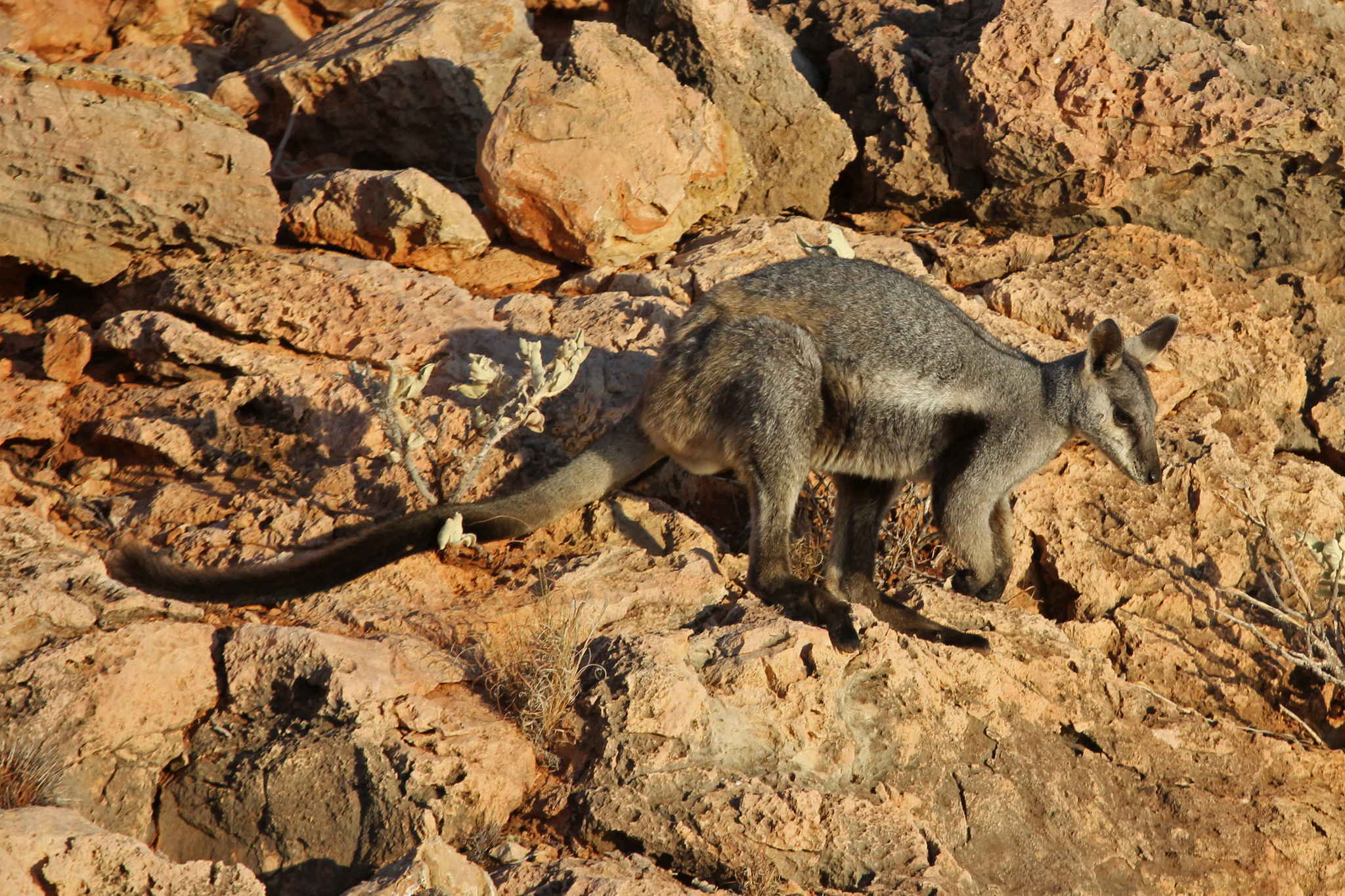 Black-flanked Rock-wallaby (Mammals of South Australia) · iNaturalist