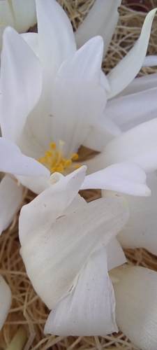 Gethyllis campanulata