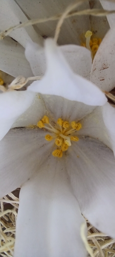 Image of Gethyllis campanulata by (c) Danie Palm, some rights reserved (CC BY)