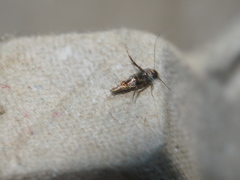 Stathmopodidae