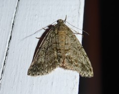 Pseudocoremia indistincta