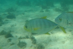 Ferdauia ferdau