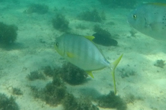 Ferdauia ferdau