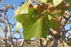Brachychiton obtusilobus