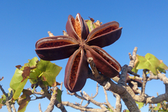 Brachychiton obtusilobus