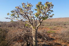 Brachychiton obtusilobus