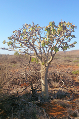 Brachychiton obtusilobus