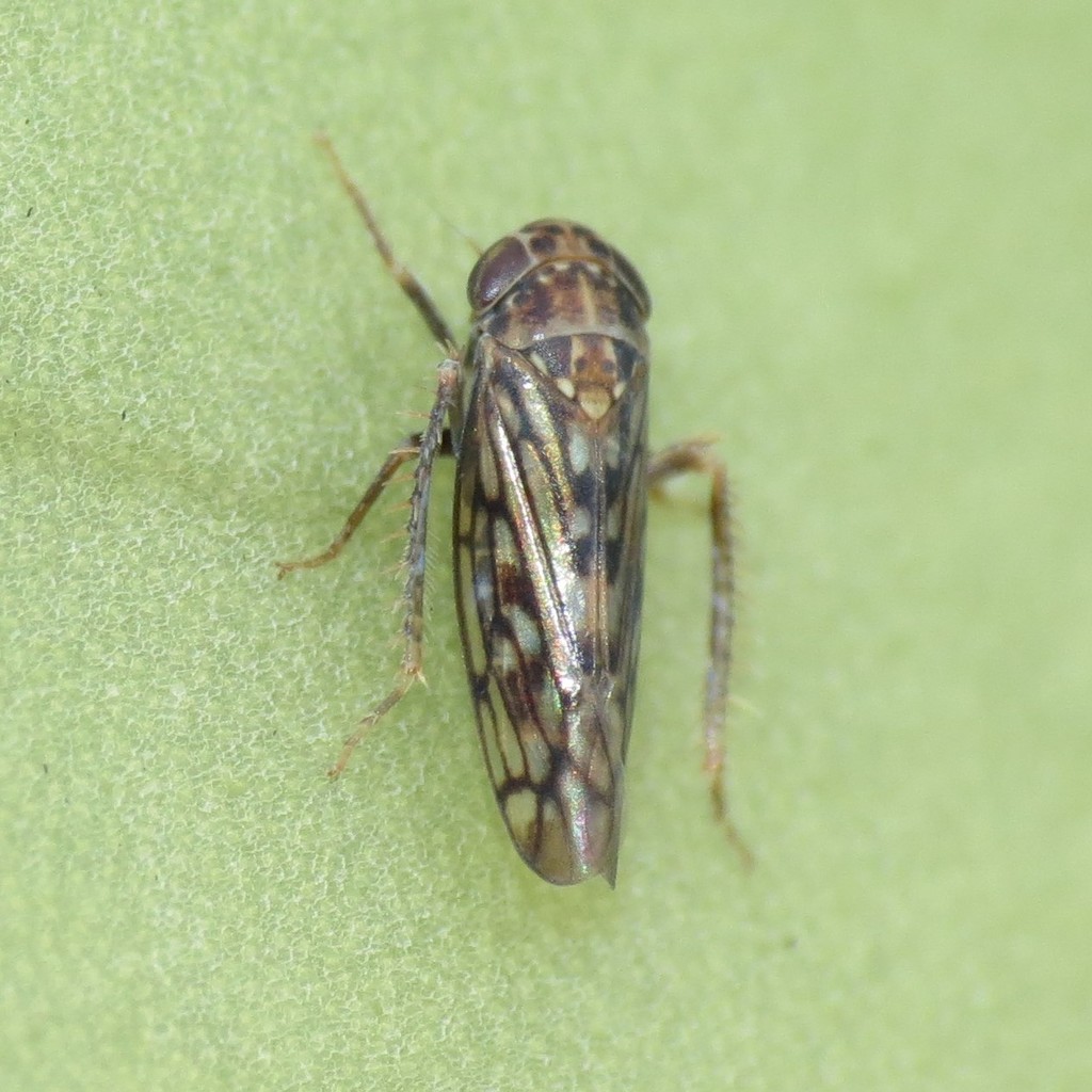 Ollarianus kinoanus