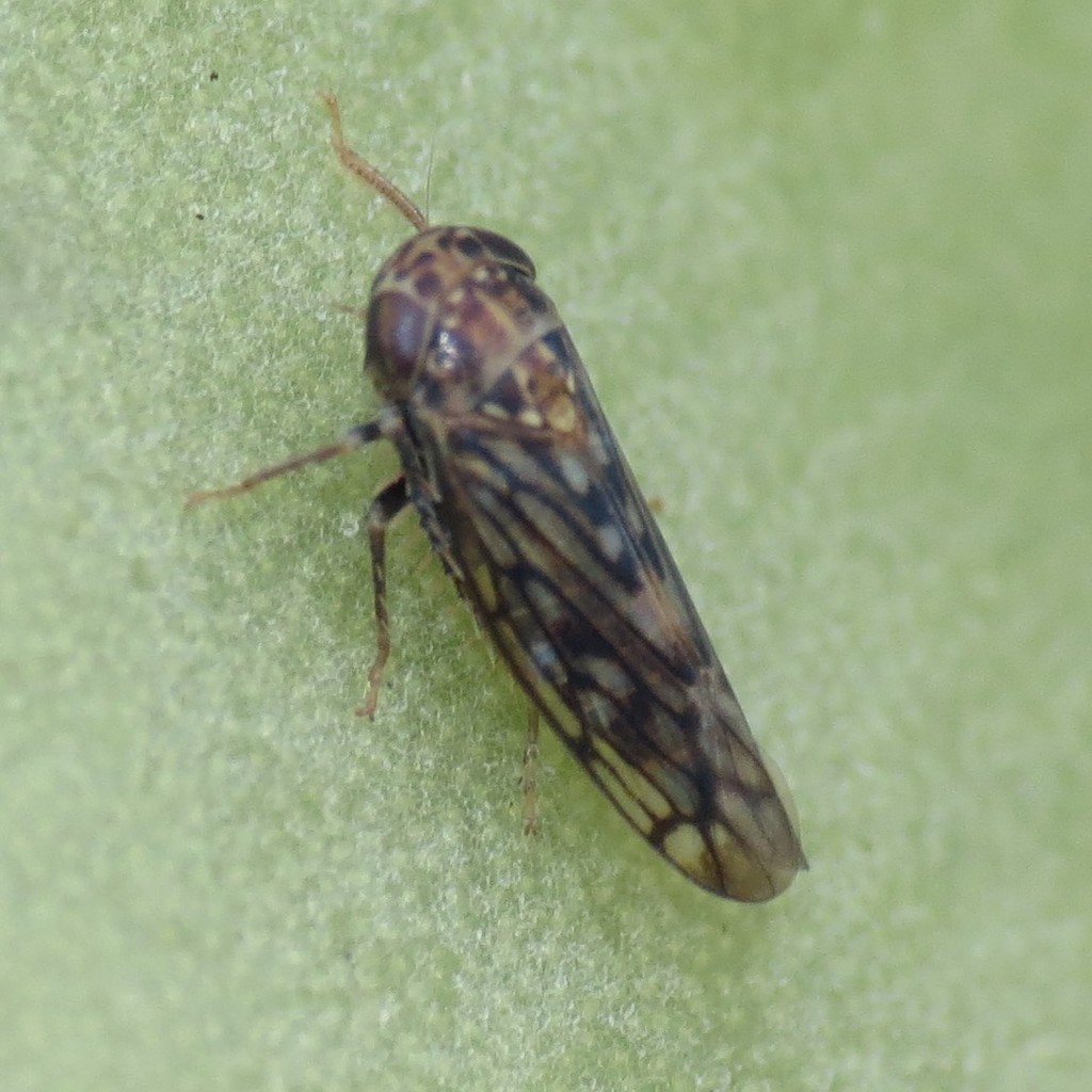 Ollarianus