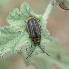 Trirhabda geminata