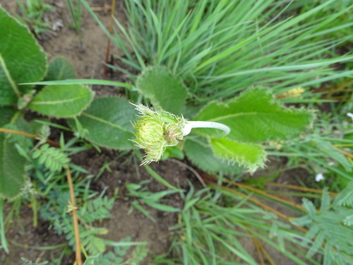 Image of Berkheya setifera by (c) Shaun Swanepoel, some rights reserved (CC BY)