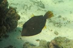 Cantherhines pardalis