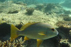 Plectorhinchus multivittatus