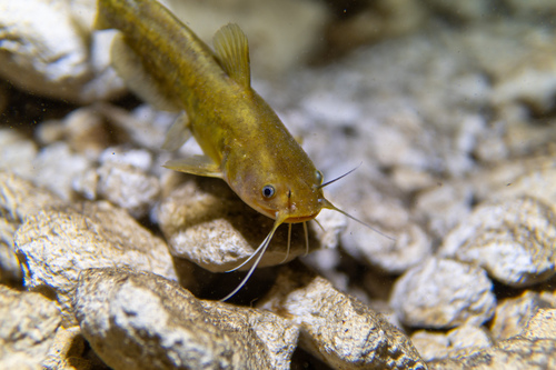 Yellow bullhead (Ameiurus natalis) — Ictaluridae