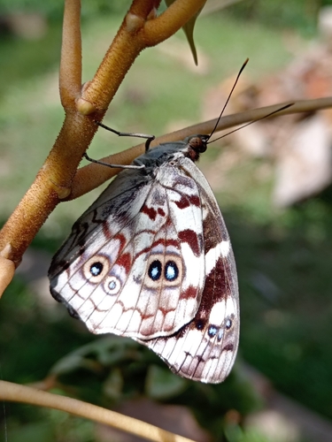 Rayed Purplewing