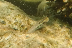 Ecsenius yaeyamaensis