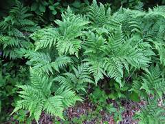 Pteridium latiusculum japonicum