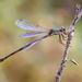 Western Willow Spreadwing - Photo (c) John Guerin, some rights reserved (CC BY-NC), uploaded by John Guerin