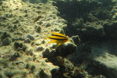 Neoglyphidodon nigroris