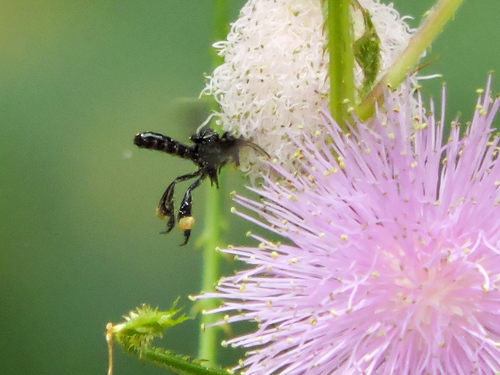 Black Slender-Stingless bee