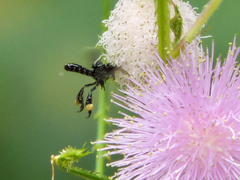 Frieseomelitta nigra