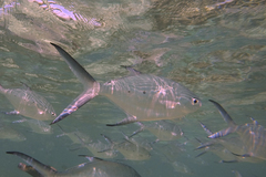 Trachinotus baillonii