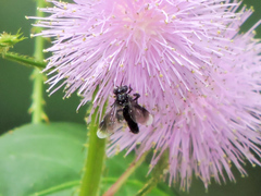 Frieseomelitta nigra