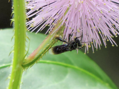 Frieseomelitta nigra