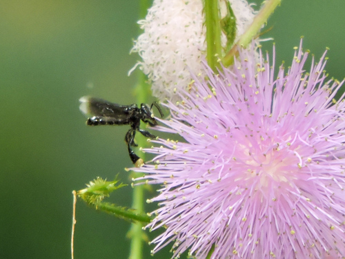 Black Slender-Stingless bee