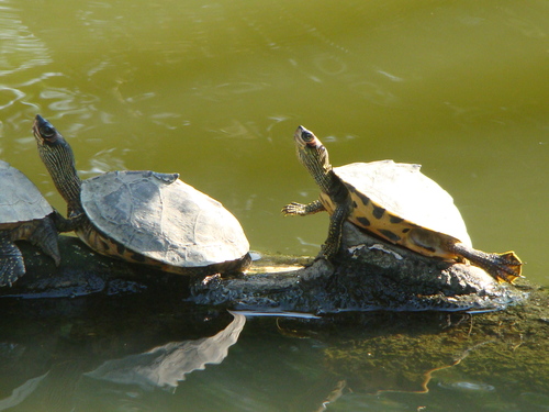 Indian Roofed Turtle